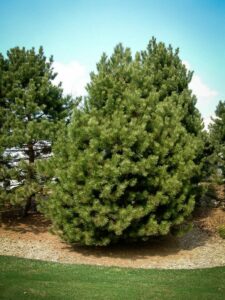 Сосна Чёрная (Pinus Nigra) купить по цене от 270.00р. в интернет-магазине «Посадика» с доставкой почтой в в Новотроицке и по всей России – [изображение №1].