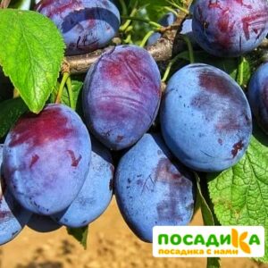 Слива Чачакская ранняя купить по цене от 229.00р. в интернет-магазине «Посадика» с доставкой почтой в в Новотроицке и по всей России – [изображение №1].