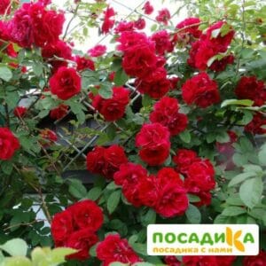 Роза плетистая Амадеус купить по цене от 399.00р. в интернет-магазине «Посадика» с доставкой почтой в в Новотроицке и по всей России – [изображение №1].
