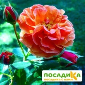 Роза Арабия купить по цене от 350.00р. в интернет-магазине «Посадика» с доставкой почтой в в Новотроицке и по всей России – [изображение №1].