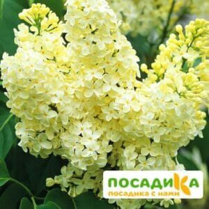 Сирень Примроуз (Primrose) купить по цене от 529.00р. в интернет-магазине «Посадика» с доставкой почтой в в Новотроицке и по всей России – [изображение №1].