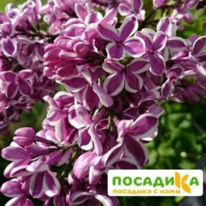 Сирень Сенсация купить по цене от 529.00р. в интернет-магазине «Посадика» с доставкой почтой в в Новотроицке и по всей России – [изображение №1].