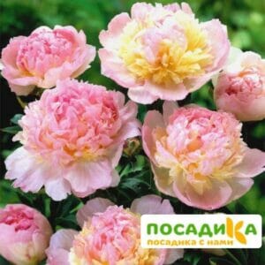 Пион Распберри Сандей (Paeonia Raspberry Sundae) купить по цене от 959р. в интернет-магазине «Посадика» с доставкой почтой в в Новотроицке и по всей России – [изображение №1].