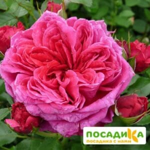 Шраб Роза Соул купить по цене от 390.00р. в интернет-магазине «Посадика» с доставкой почтой в в Новотроицке и по всей России – [изображение №1].
