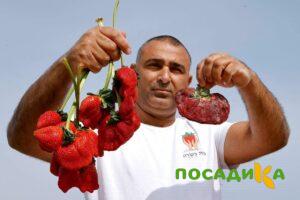 Клубника Гигант Джорнея купить по цене от 266р. в интернет-магазине «Посадика» с доставкой почтой в в Новотроицке и по всей России – [изображение №1].