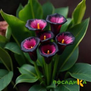 Калла Аура Лейс купить по цене от 400р. в интернет-магазине «Посадика» с доставкой почтой в в Новотроицке и по всей России – [изображение №1].