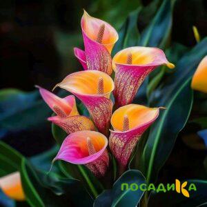 Калла Оникс купить по цене от 450р. в интернет-магазине «Посадика» с доставкой почтой в в Новотроицке и по всей России – [изображение №1].