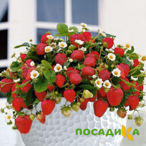 Клубника Рубиновый Шепот (горшечная) купить по цене от 240р. в интернет-магазине «Посадика» с доставкой почтой в в Новотроицке и по всей России – [изображение №1].