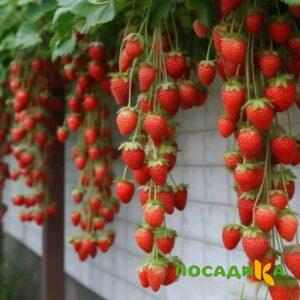 Клубника вьющаяся Комплимент купить по цене от 470р. в интернет-магазине «Посадика» с доставкой почтой в в Новотроицке и по всей России – [изображение №1].
