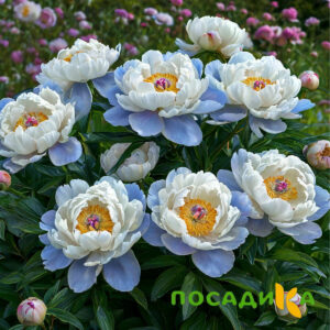 Пион акварельный Этюд купить по цене от 806р. в интернет-магазине «Посадика» с доставкой почтой в в Новотроицке и по всей России – [изображение №1].