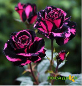 Роза Багровый Шепот купить по цене от 366р. в интернет-магазине «Посадика» с доставкой почтой в в Новотроицке и по всей России – [изображение №1].