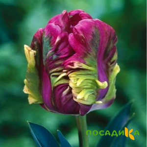 Тюльпан Экзотик Хэвен купить по цене от 186р. в интернет-магазине «Посадика» с доставкой почтой в в Новотроицке и по всей России – [изображение №1].