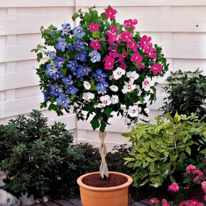 Гибискус-Дерево Триколор купить по цене от 289р. в интернет-магазине «Посадика» с доставкой почтой в в Новотроицке и по всей России – [изображение №1].