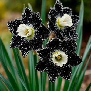 Нарцисс Кассата купить по цене от 372р. в интернет-магазине «Посадика» с доставкой почтой в в Новотроицке и по всей России – [изображение №1].