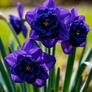 Нарцисс Арт Нуво купить по цене от 378р. в интернет-магазине «Посадика» с доставкой почтой в в Новотроицке и по всей России – [изображение №1].