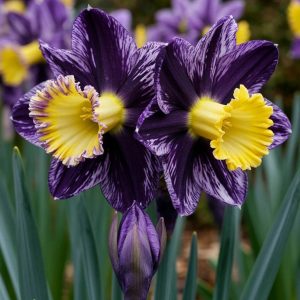 Нарцисс Акропоис купить по цене от 382р. в интернет-магазине «Посадика» с доставкой почтой в в Новотроицке и по всей России – [изображение №1].