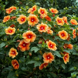 Гибискус Кристал Рэй купить по цене от 458р. в интернет-магазине «Посадика» с доставкой почтой в в Новотроицке и по всей России – [изображение №1].