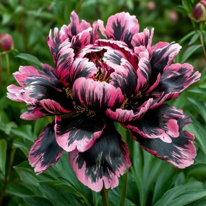 Пион Дроп Руби купить по цене от 469р. в интернет-магазине «Посадика» с доставкой почтой в в Новотроицке и по всей России – [изображение №1].