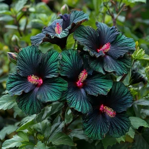 Гибискус Пикок Плюм купить по цене от 490р. в интернет-магазине «Посадика» с доставкой почтой в в Новотроицке и по всей России – [изображение №1].