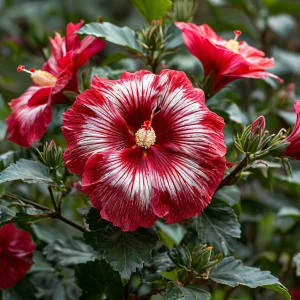 Гибискус Пурпл Мистик купить по цене от 360р. в интернет-магазине «Посадика» с доставкой почтой в в Новотроицке и по всей России – [изображение №1].