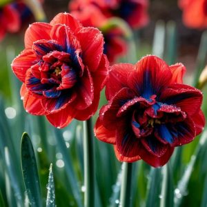 Нарцисс Эрличе купить по цене от 386р. в интернет-магазине «Посадика» с доставкой почтой в в Новотроицке и по всей России – [изображение №1].