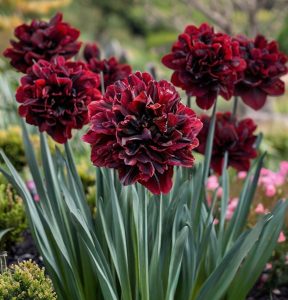 Нарцисс Малиновая Вуаль купить по цене от 3000р. в интернет-магазине «Посадика» с доставкой почтой в в Новотроицке и по всей России – [изображение №1].